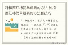 种植西红柿简单粗暴的方法 种植西红柿简单粗暴的方法和技巧