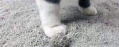 猫砂可以种花吗 膨润土 猫砂可以种花吗