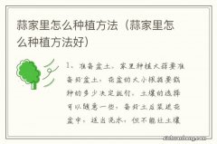 蒜家里怎么种植方法好 蒜家里怎么种植方法