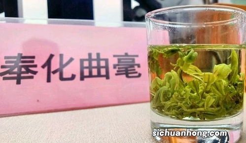 东海龙舌绿茶什么价格