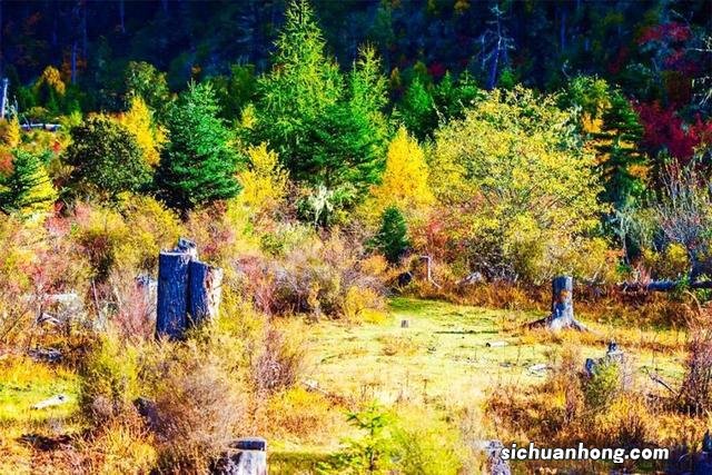 林芝，一场关于秋的盛事