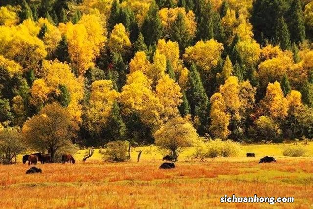 林芝，一场关于秋的盛事