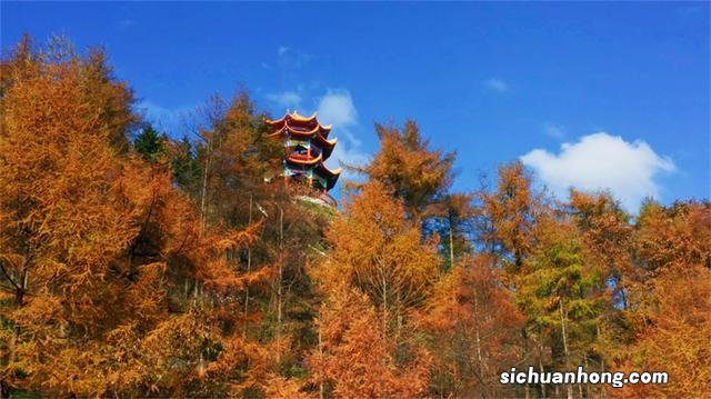 湖北建始：秋色黄遍地 林海尽染金