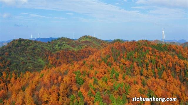 湖北建始：秋色黄遍地 林海尽染金