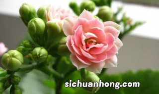 适合盆栽的长寿花有哪些，适合盆栽的长寿花有哪些名字