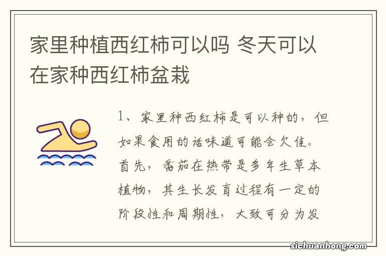 家里种植西红柿可以吗 冬天可以在家种西红柿盆栽