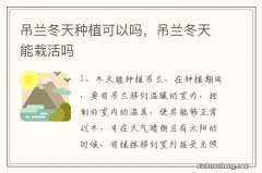 吊兰冬天种植可以吗，吊兰冬天能栽活吗