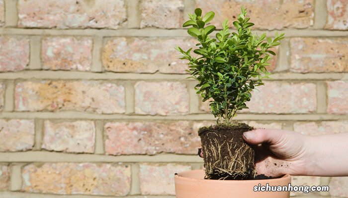 赤楠叶子尖发黑枯萎像烧焦 小叶赤楠叶子打卷干枯怎么救