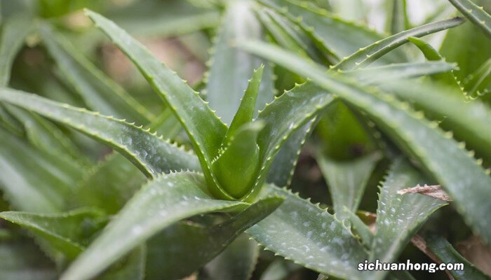 哪种植物可以测试空气的质量?山竹,文竹,竹笋,竹叶青 哪种植物可以测试空气的质量