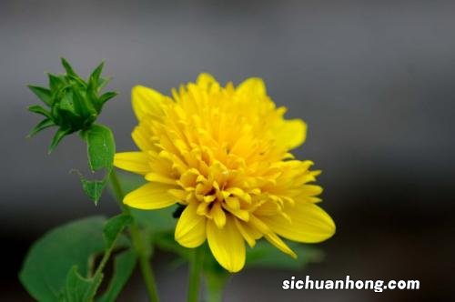 茶叶是五行属什么名字