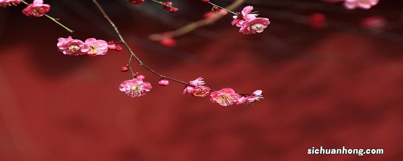 梅花荷花桃花桂花开花的先后顺序