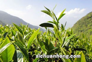 茶叶是什么地方生产的