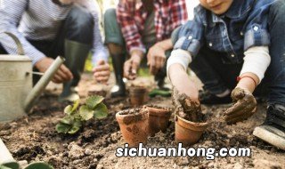 冬青冬天种植可以吗 冬青冬天种植可以吗视频