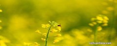 桂花树8月份能栽活吗视频 桂花树8月份能栽活吗