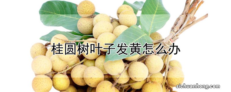 桂圆树叶子发黄怎么办