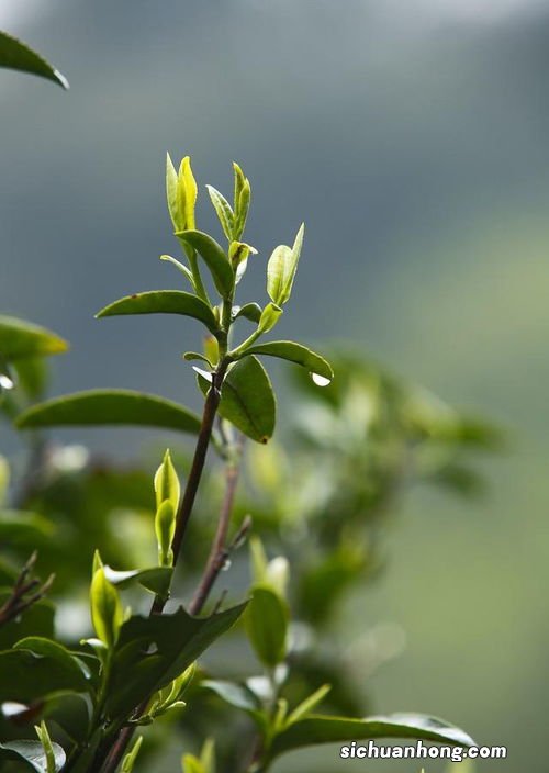 茶树味是什么样的