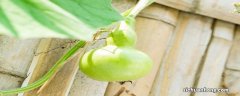 家里为什么不能种葫芦 葫芦的种植方法和技术