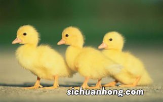 黄鸭是怎么叫的声音