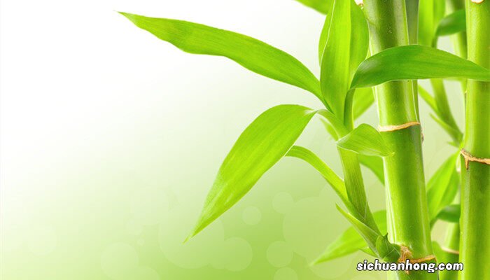 富贵竹花语是什么? 富贵竹花语