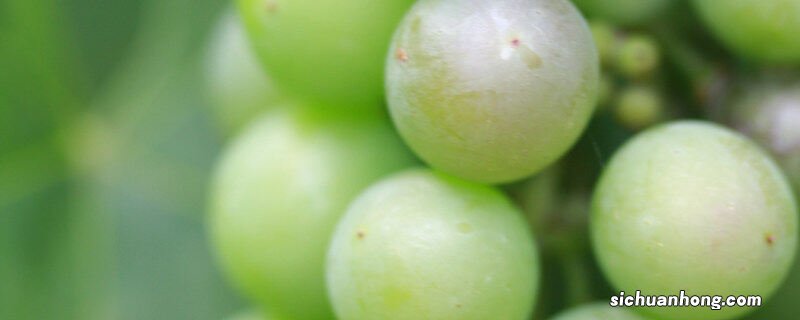 晴王和阳光玫瑰的区别 晴王有籽吗