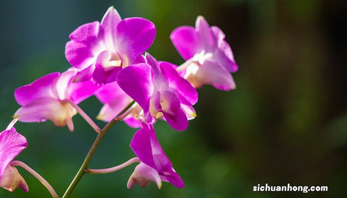 为什么家里不能养剑兰 春剑的养殖方法和注意事项