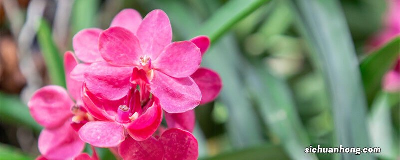 为什么家里不能养剑兰 春剑的养殖方法和注意事项