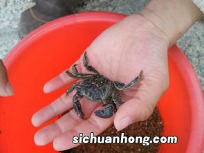 海里捡的螃蟹怎么吃