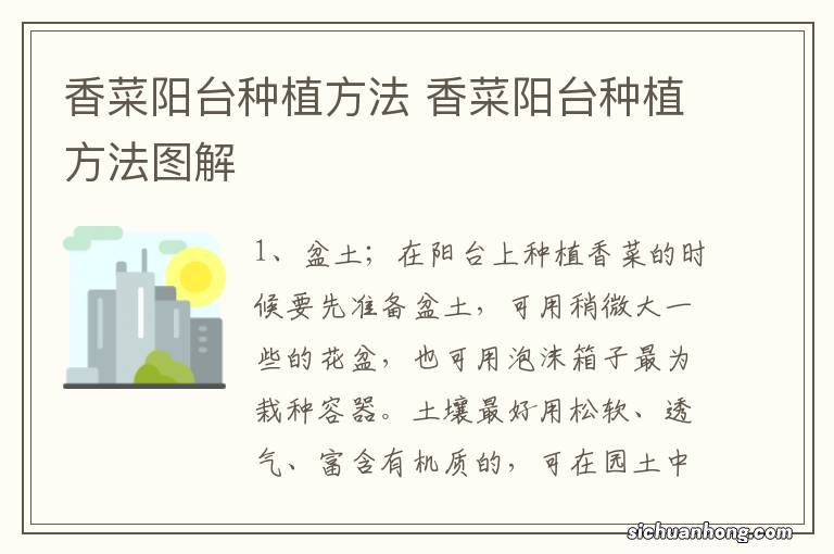 香菜阳台种植方法 香菜阳台种植方法图解