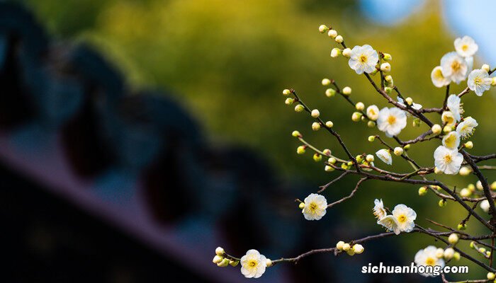 什么是单生花和花序 什么是单生花