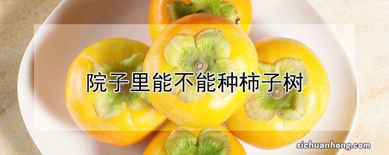 院子里能不能种柿子树