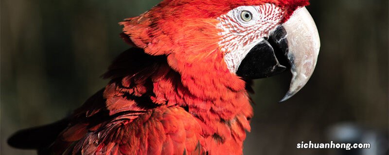 鹦鹉的种类及图片名称 鹦鹉的种类