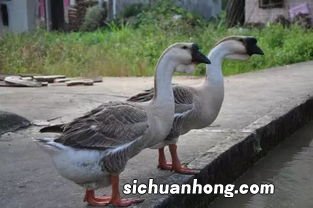 鹅什么时候生鹅蛋