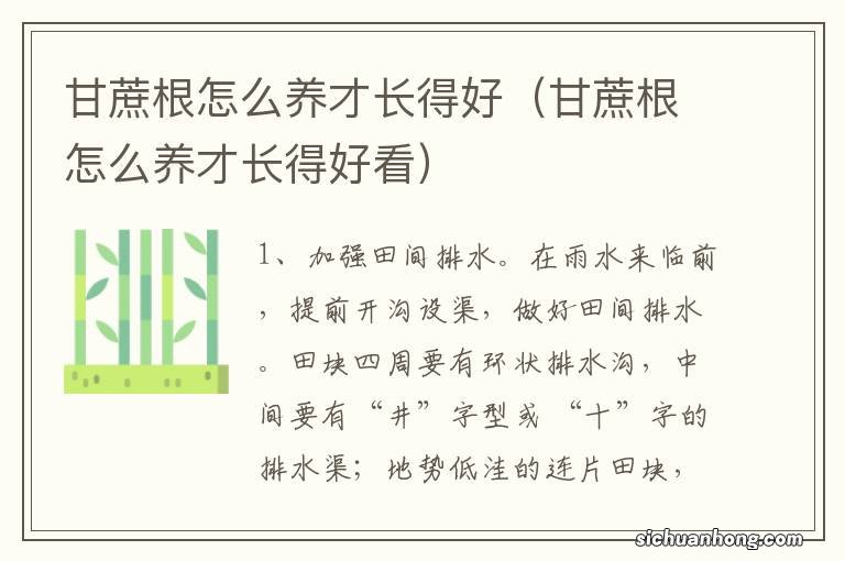 甘蔗根怎么养才长得好看 甘蔗根怎么养才长得好