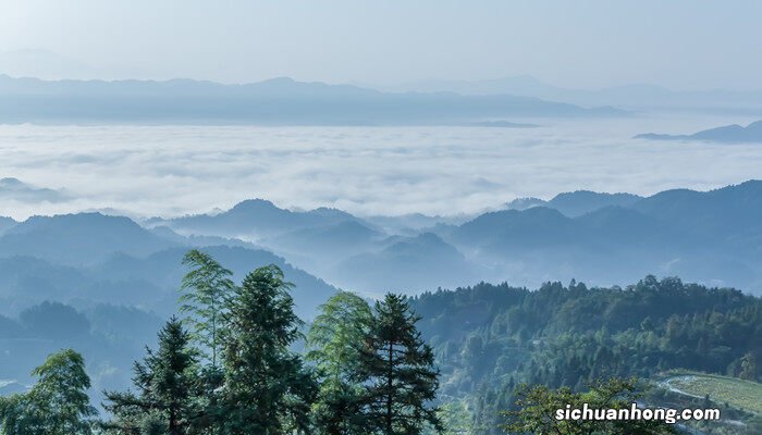 国家一二三级保护植物名录 国家一二三级保护植物