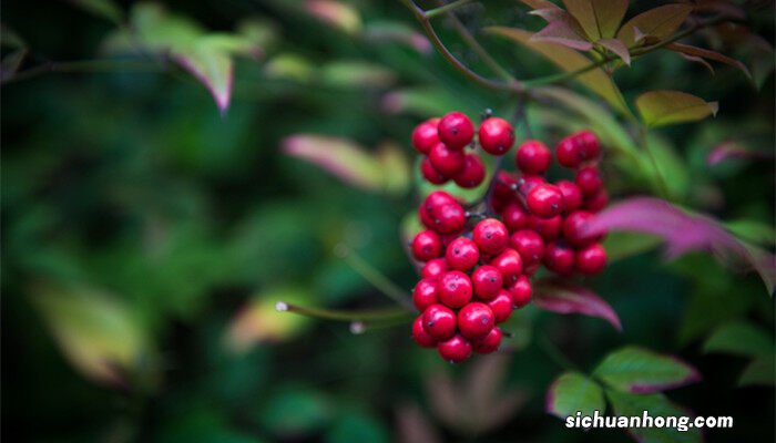 南天竹种在家风水好不好 南天竹可以放在室内吗