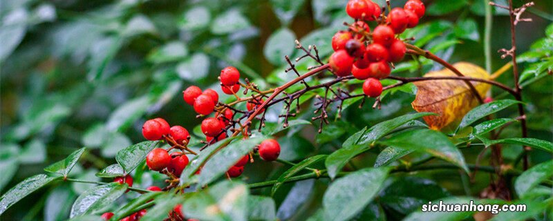 入户门正对放什么植物聚财 进门正对面摆什么植物