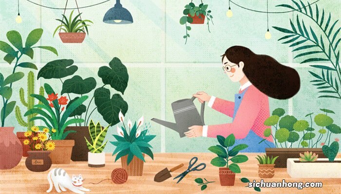 龙葵花花语欺骗 龙葵花花语