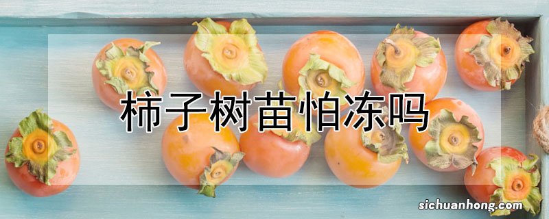 柿子树苗怕冻吗