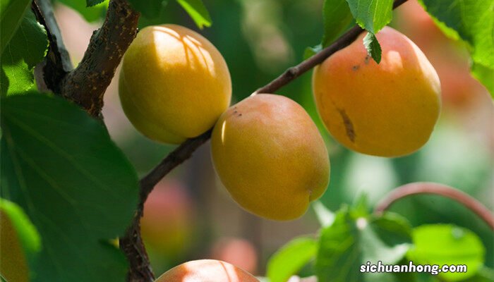 杏树嫁接时间与方法图解 杏树嫁接时间与方法