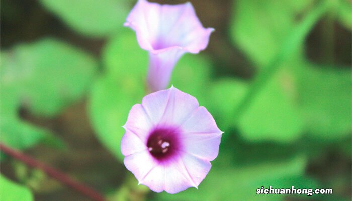 牵牛花如何传播种子图片 牵牛花如何传播种子