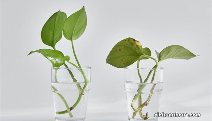 绿萝的花语和寓意发朋友圈 绿萝的花语和寓意