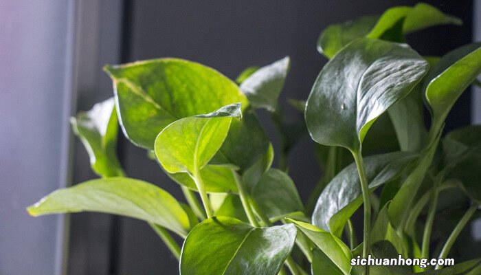 绿萝的花语和寓意发朋友圈 绿萝的花语和寓意