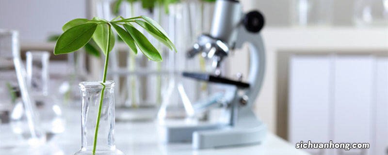 七叶莲如何水培生根 七叶莲如何水培