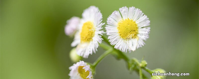 小雏菊为什么不能送人 小雏菊花语象征与寓意