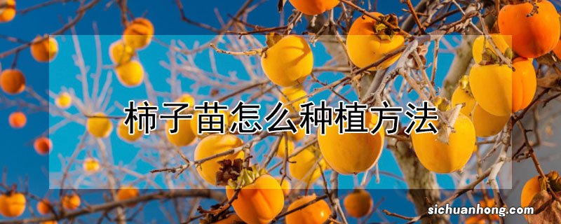 柿子苗怎么种植方法