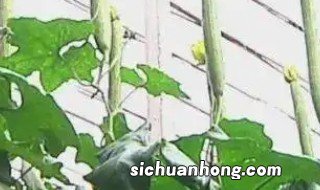 大棚丝瓜的种植技术 冬季大棚丝瓜种植方法