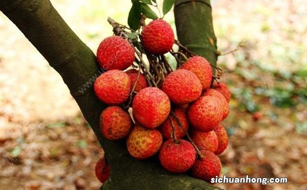 7岁男孩吃20多颗荔枝突然晕倒,为什么荔枝吃多了会晕倒?