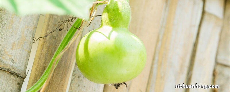 葫芦9月能种吗 葫芦9月份可以种植吗