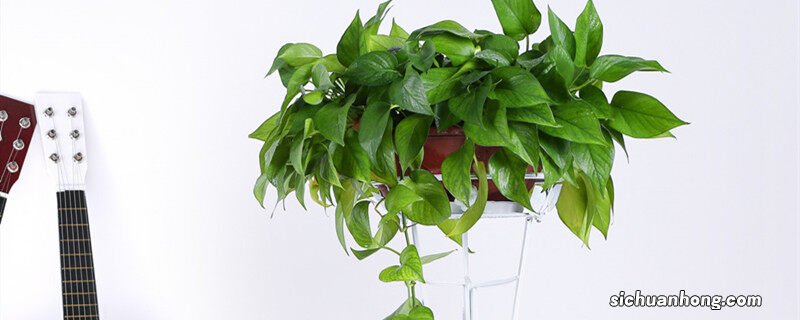 十大净化空气植物 能净化空气的室内植物有哪些