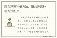 阳台洋葱种植方法，阳台洋葱种植方法图片